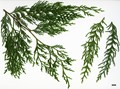 SpeciesSub: var. jiangensis